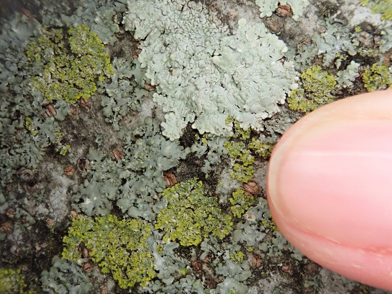 地衣類標本（きぶのり、ヤマヒコノリ） 地衣類標本（きぶのり、ヤマヒコノリ） 生き物の名前を知ると