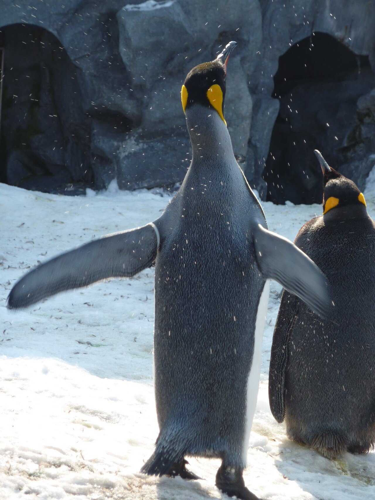旭川動物園のキングペンギン【躍動感】｜猫の名前は将軍様