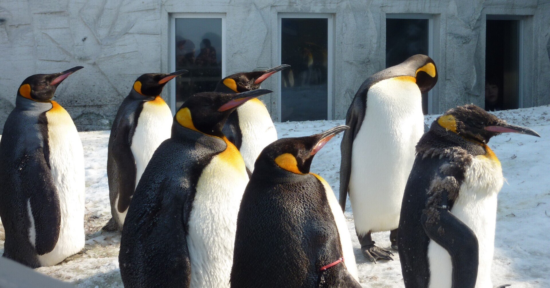 ペンギン ここ最近のGAOペンギン事情 – 男鹿水族館GAO