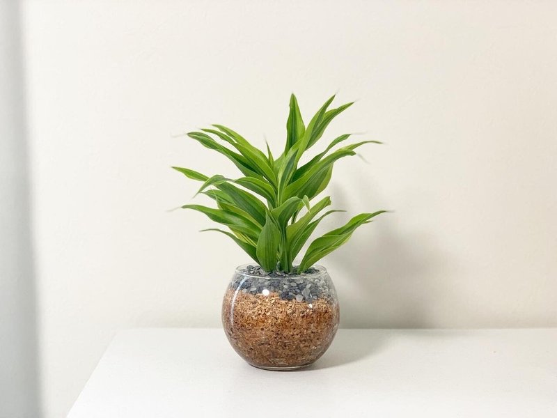 部屋に置きたい観葉植物 ドラセナ サンデリアーナ ユリリン Note