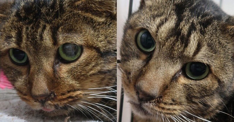 引越しで飼えなくなる市営住宅の11匹の猫たちの2匹を病院へ にゃんこの里60家 Note