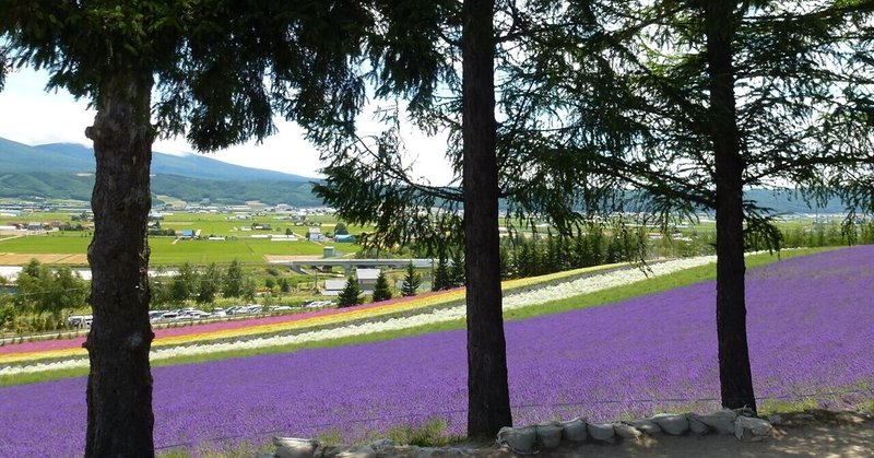 紀行 ファーム富田 ラベンダーと麦の丘02 ユキノオト Note