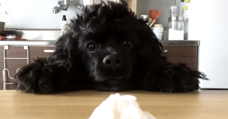 うちの犬はティッシュが好きすぎる だいな えでぃ Note うちの犬はティッシュが好きすぎる だいな えでぃ Note