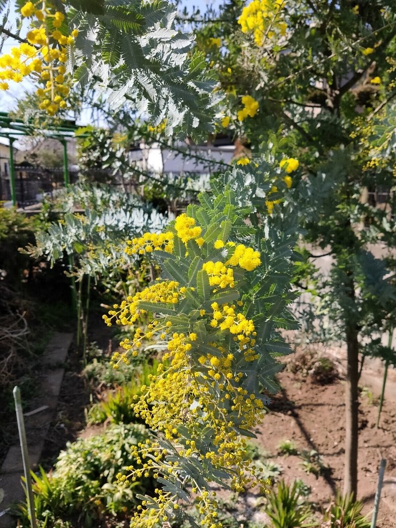 ミモザの花粉はいかに Murakou Note
