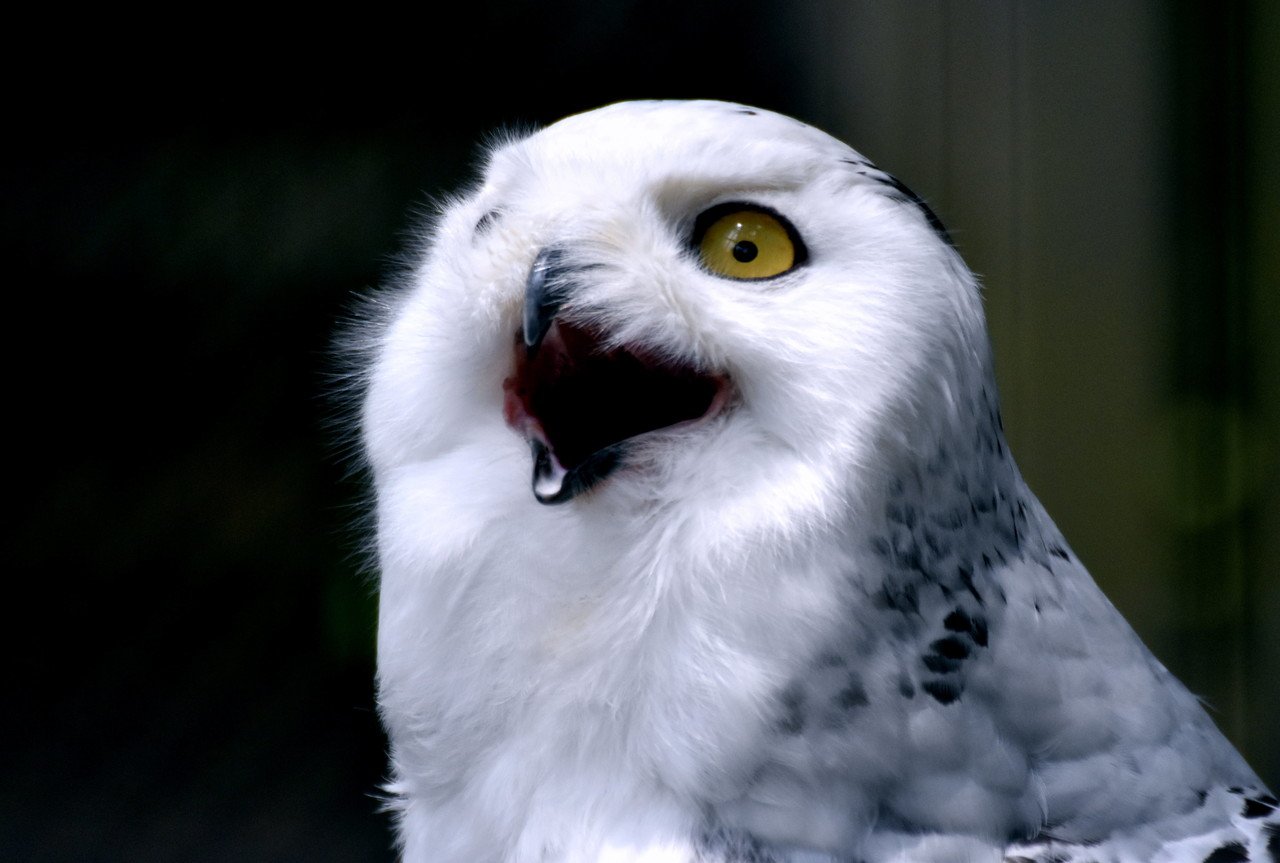 シロフクロウ フクロウ目フクロウ科 Hirahiranote Note