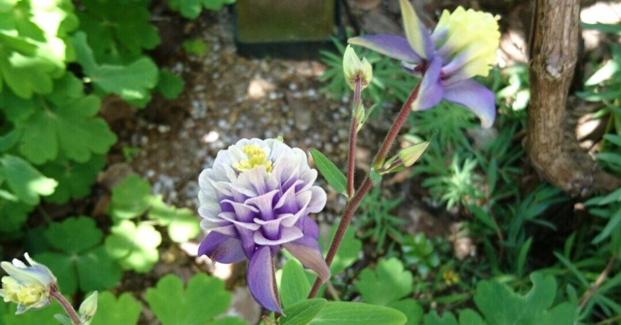 西洋オダマキ ビジューサフィールの成長過程 育て方 雑木の庭の苗木と草花ショップ ぞう木りん Note 西洋オダマキ ビジューサフィールの成長過程 育て方 雑木の庭の苗木と草花ショップ ぞう木りん Note