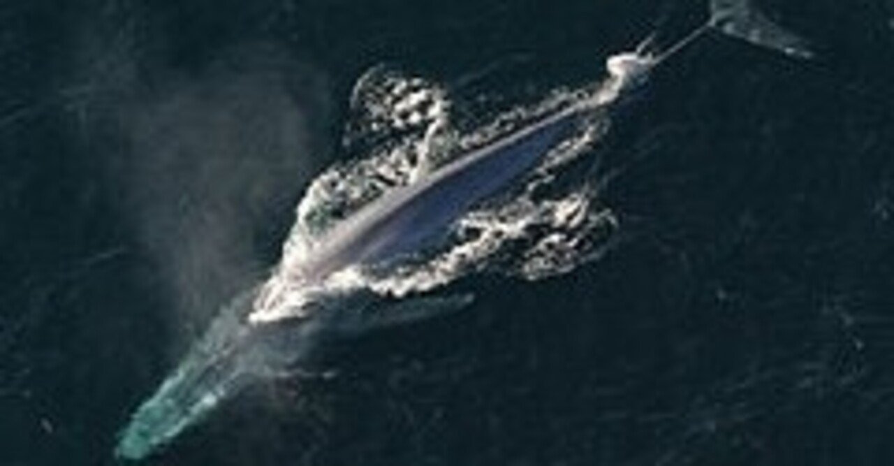 シロナガスクジラがシャチに殺られる 驚異の海棲哺乳類の世界 なっちゃん note