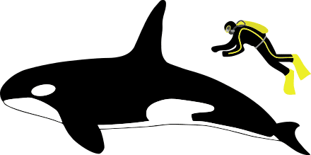 シロナガスクジラがシャチに殺られる 驚異の海棲哺乳類の世界 爺ぃらとなっちゃん Note