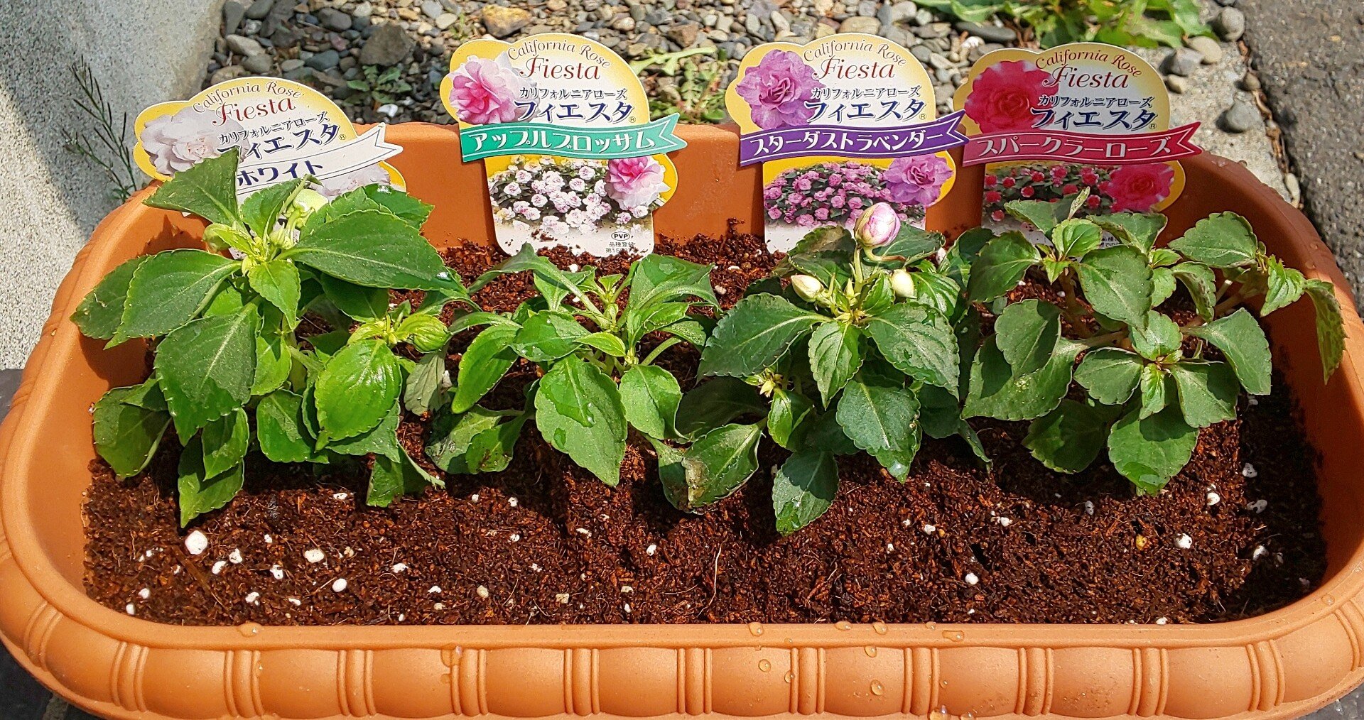 本当は肥料なんていらない Mariko Seasons Note