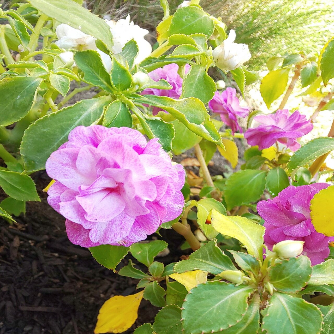 本当は肥料なんていらない Mariko Seasons Note