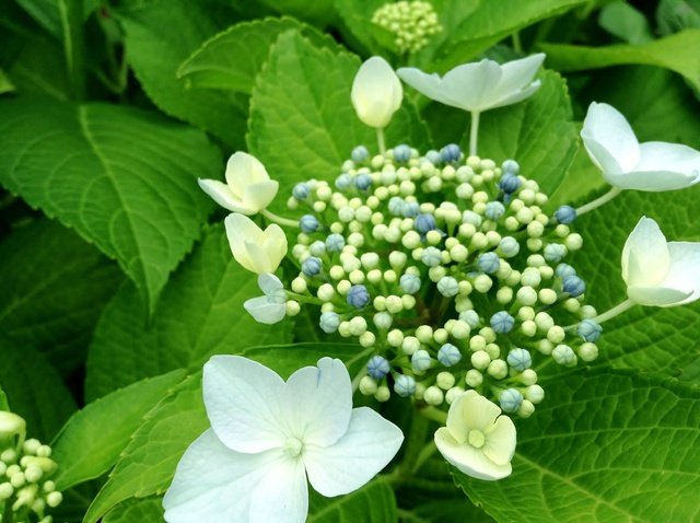 額紫陽花は、日本に自生する原種なんだそうです