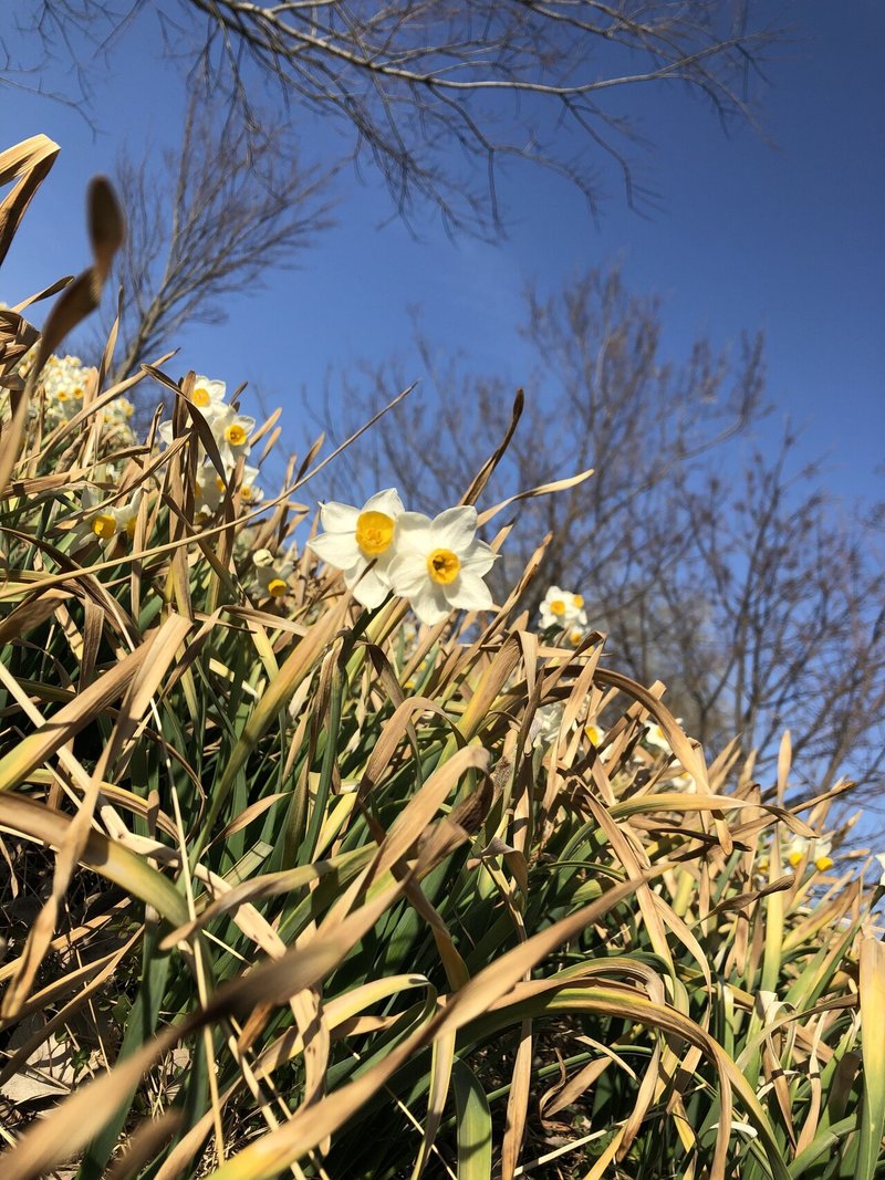 花 フサザキスイセン 競馬好きの造園サラリーマン Note