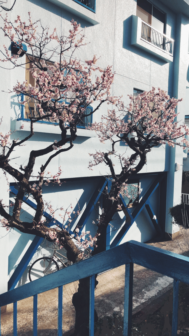 ブルーとピンク。窓から見える梅の花と春の陽射し。通りがかりにふと住んでみたいと思った。