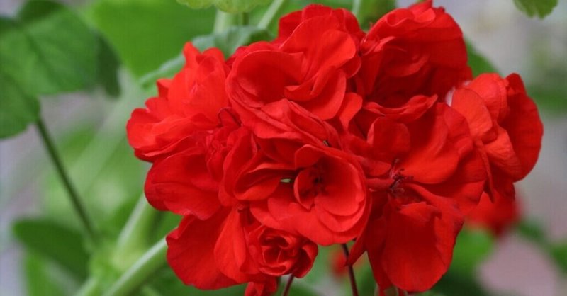 赤のゼラニウム なっそん Note