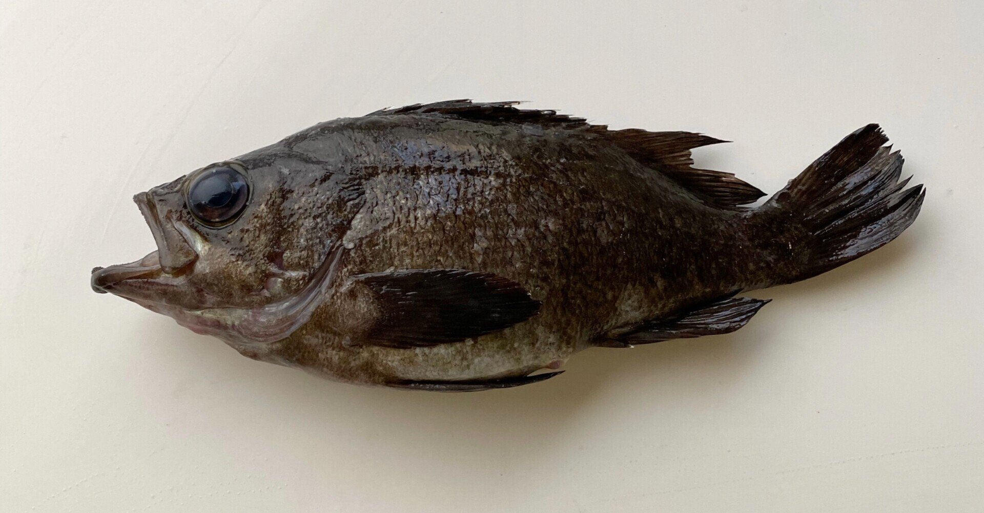 メジナで作る上品な出汁の小鍋はいかがでしょう ミナトゴハン Note