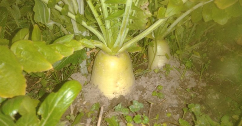 季節の自然栽培旬野菜10月日以前種蒔き2月23日宮重大根 病気滅し健康的な高栄養価野菜を自然力で育てる 森林菜園 水玄和鹽 Note