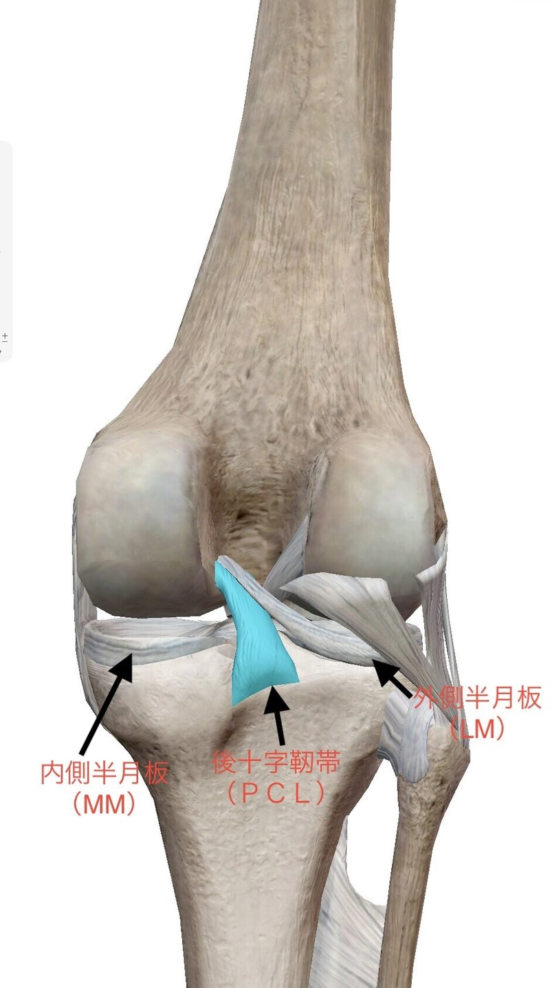 前十字靭帯損傷の復帰プログラム 膝の構造を知る 苅田龍三 Athletic Trainer Acupuncturist Training Note 前十字靭帯損傷の復帰プログラム 膝の構造を知る 苅田龍三 Athletic Trainer Acupuncturist Training Note