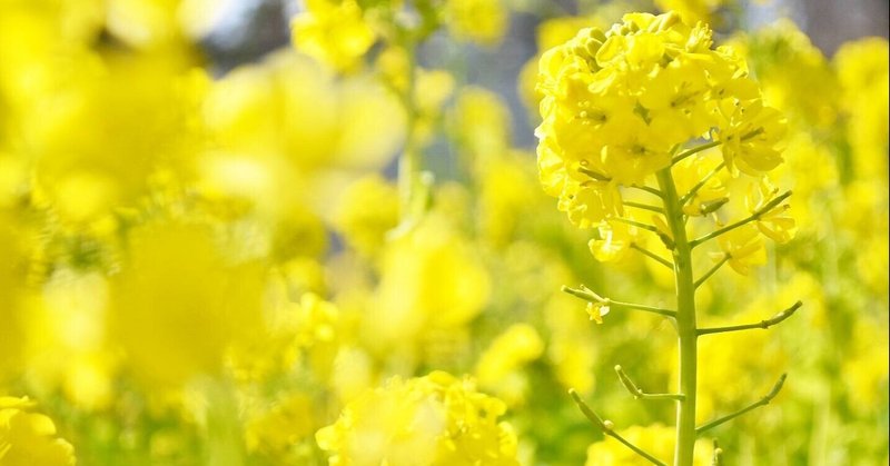 今月の1枚 February 21 私の名前の由来 はるな Note 今月の1枚 February 21 私の名前の由来 はるな Note