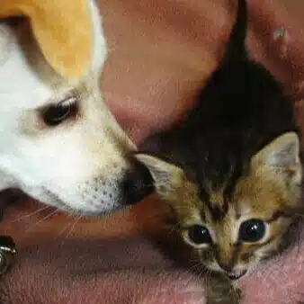画用紙と色鉛筆