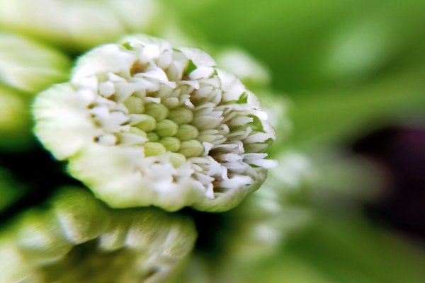 ふきのとうの花 の新着タグ記事一覧 Note つくる つながる とどける