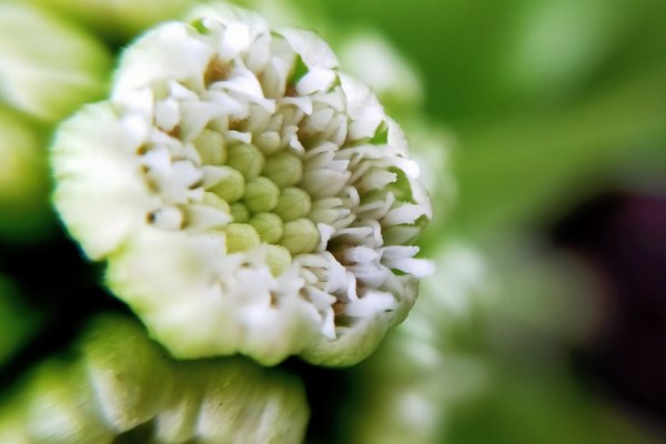 ふきのとうの花 の新着タグ記事一覧 Note つくる つながる とどける ふきのとうの花 の新着タグ記事一覧 Note つくる つながる とどける