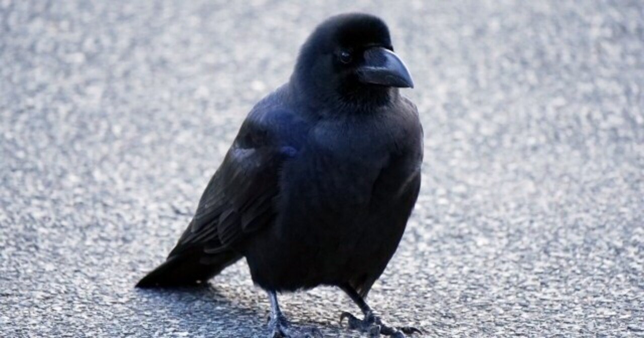 カラスと自転車と車と最適解と うでかせ Note