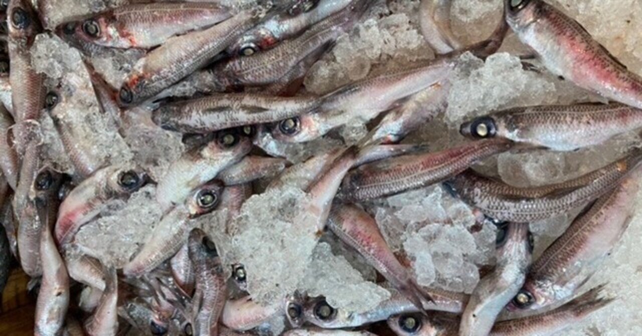 さなえちゃん おさかなマイスター神谷 Note