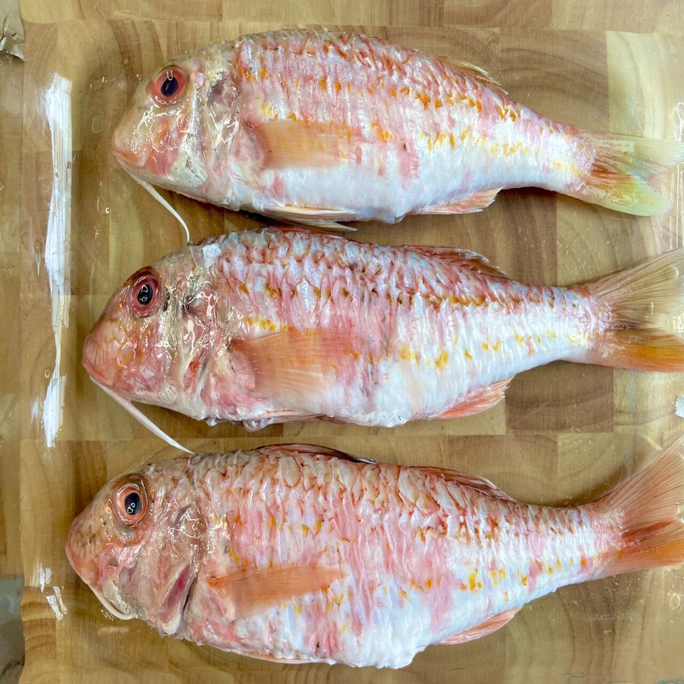ヒメジが知らせる春の陽気 Chef Ichi Note