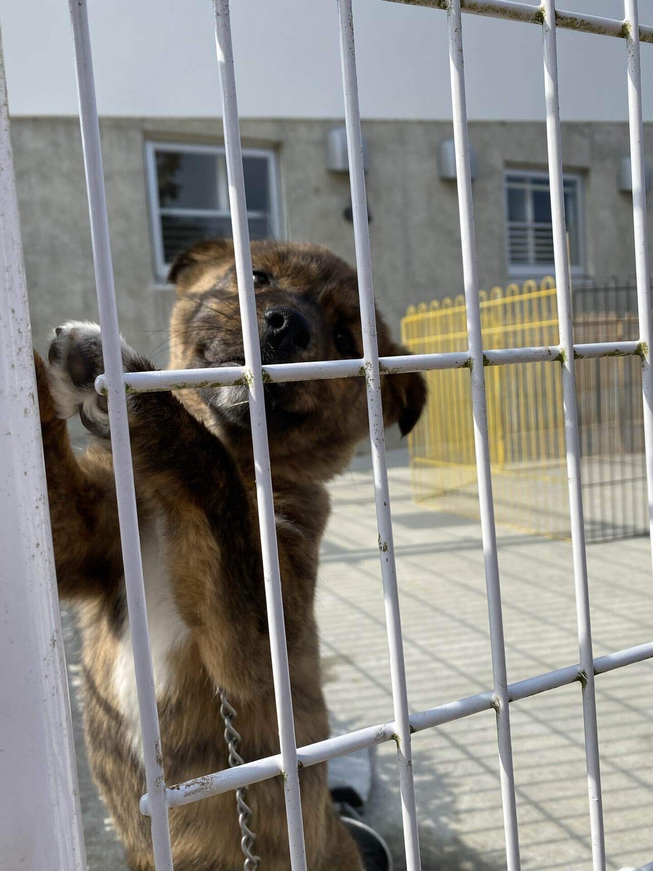 殺処分ゼロ のこれから 背伸びは長くは続かないという現実 樫原弘志 Waterside Laboratory Llc Note 殺処分ゼロ のこれから 背伸びは長くは続かないという現実 樫原弘志 Waterside Laboratory Llc Note