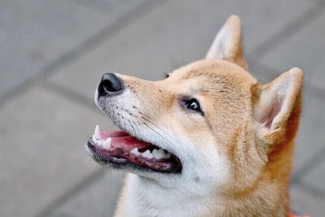 犬にタバコは危険 ニコチン中毒の症状から治療まで 獣医が解説 Vet1013 Note 犬にタバコは危険 ニコチン中毒の症状から治療まで 獣医が解説 Vet1013 Note