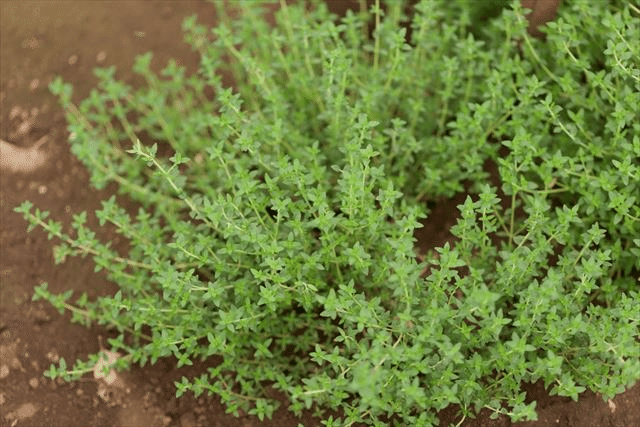 植物コレクション004 庭に植えたグランドカバー タイム おおたしじみ Note