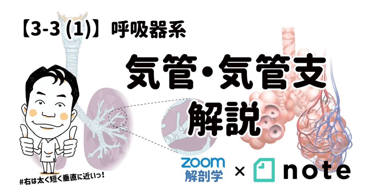 3-3 (1)】呼吸器系 - 気管・気管支 解説｜かずひろ先生（黒澤
