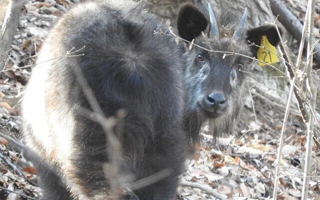 カモシカがかわいいということについて、紹介させてほしい｜山と川と暮らし