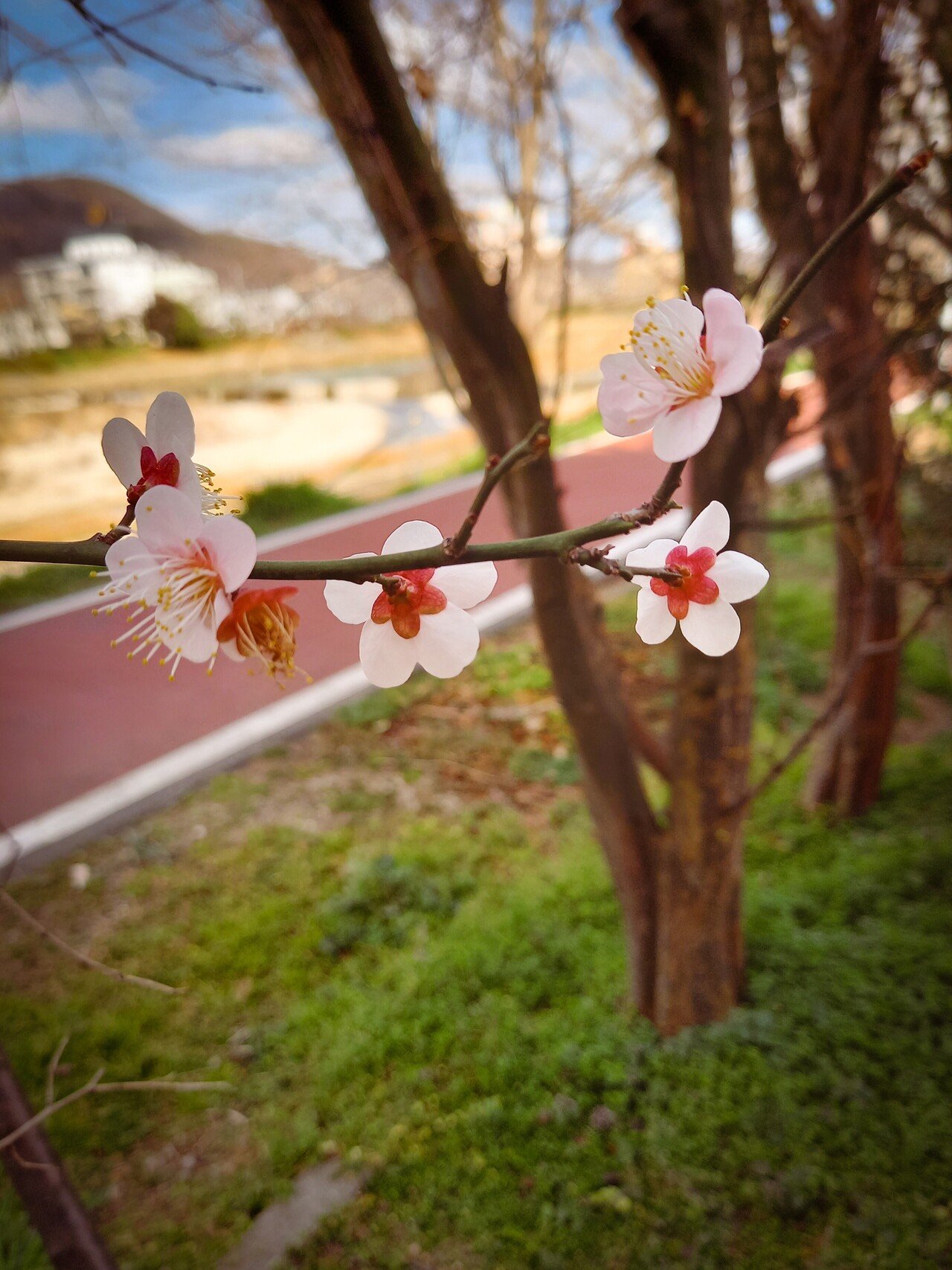 梅の花の裏側 Miyaharaisiko Note