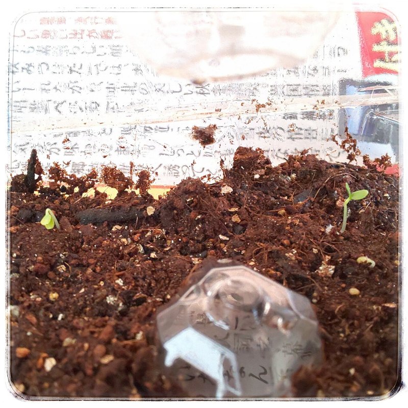 室内でビオラの種蒔きから育苗 Mariko Seasons Note