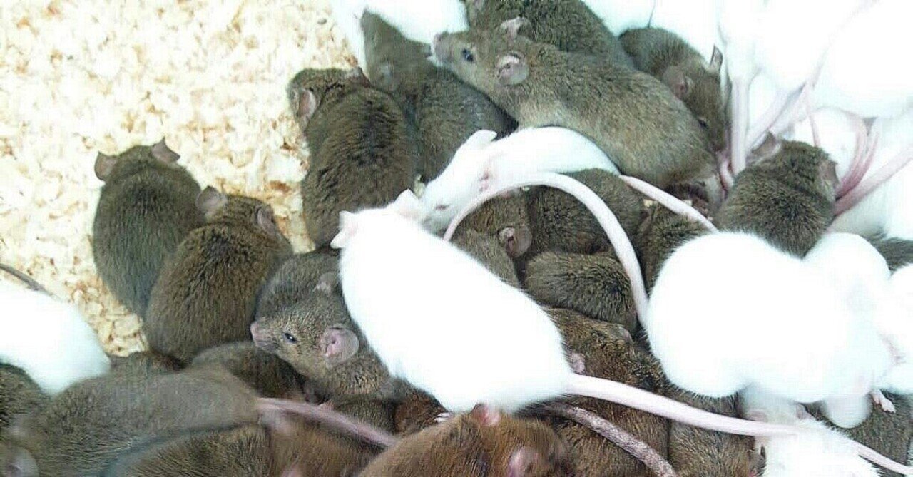 幸福なネズミたちは自然と絶滅する｜Atsushi Oshio