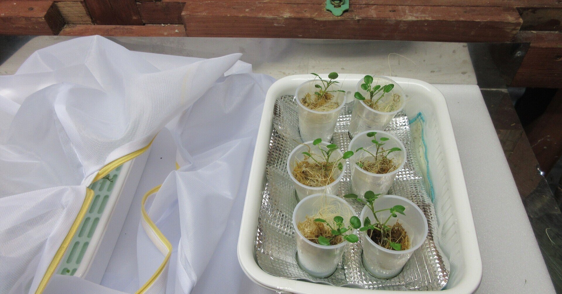 おウチでクレソン水耕栽培はできるのか 虫よけネットを作ります 21 2 25 ミズグチスイデンクレ村長 Note おウチでクレソン水耕栽培はできるのか 虫よけネットを作ります 21 2 25 ミズグチスイデンクレ村長 Note