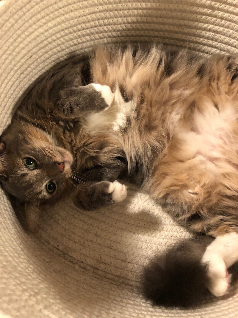 きのうは猫の日 ハワイ在住女子5人 Note