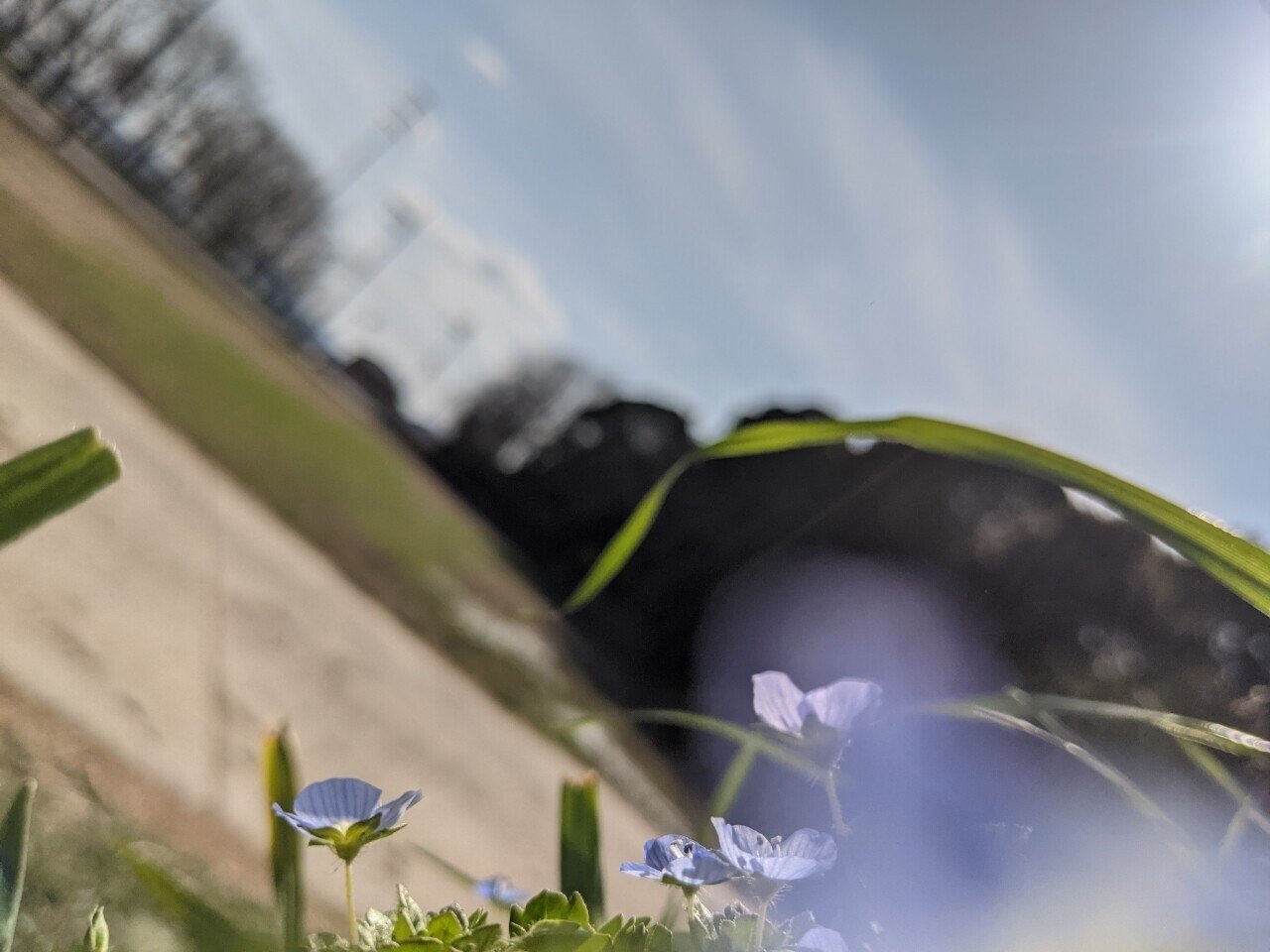 オオイヌノフグリ りょうこ Note