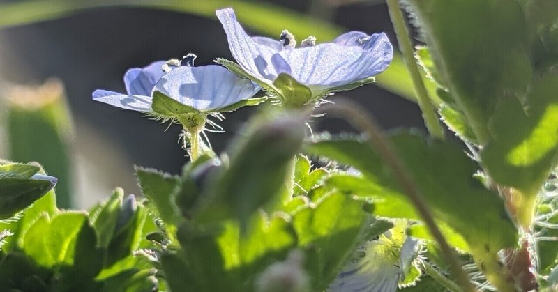 オオイヌノフグリ りょうこ Note