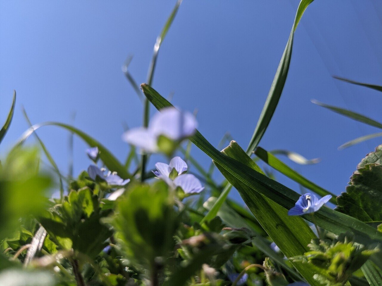 オオイヌノフグリ りょうこ Note