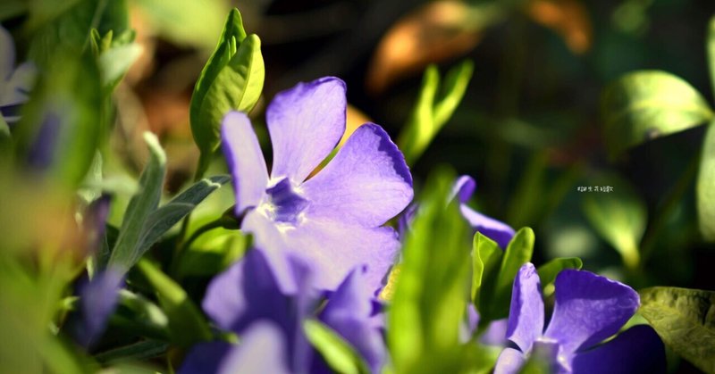 2月24日 誕生花は蔓日日草 誕生花短歌 御子柴 流歌 Note