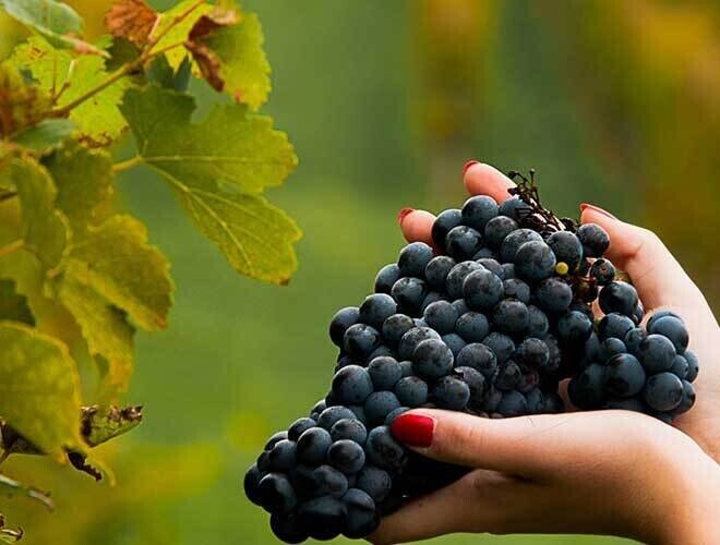 スーパータスカン ルーチェとは？その歴史と魅力を徹底解説｜Drinker's