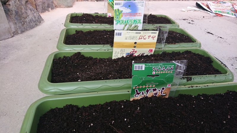 家庭菜園 アスパラをプランターに植え替え Uho Note 家庭菜園 アスパラをプランターに植え替え Uho Note