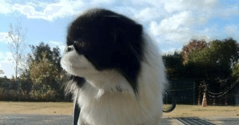 2月24日 タイガー 犬の王 Inunoou Note 2月24日 タイガー 犬の王 Inunoou Note