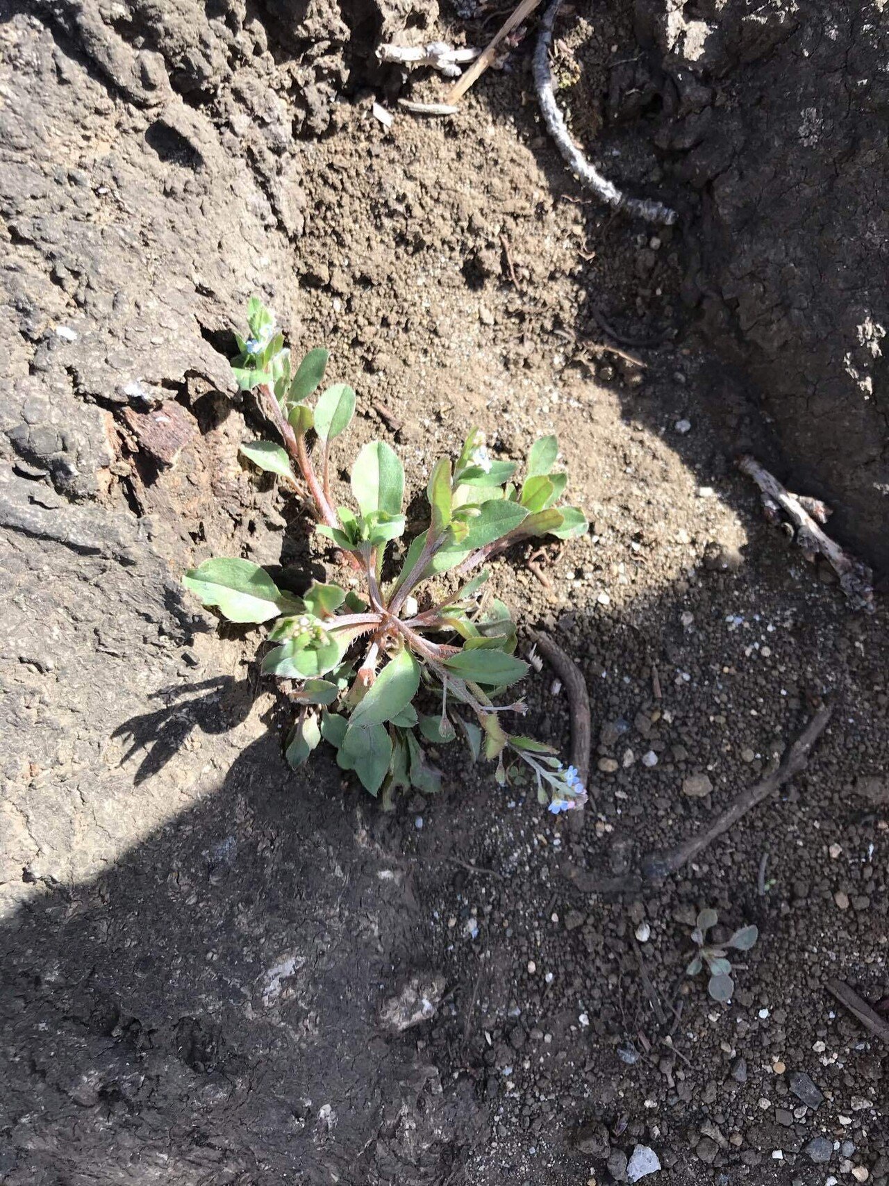 桜の樹の下には勿忘草が メガネうさぎ Note