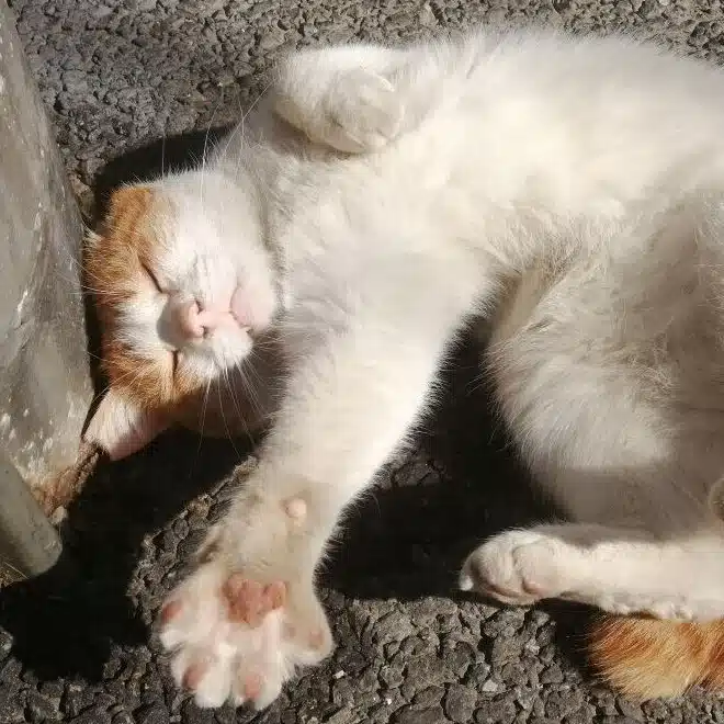 ミ～ア
