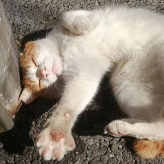 ミ~ア