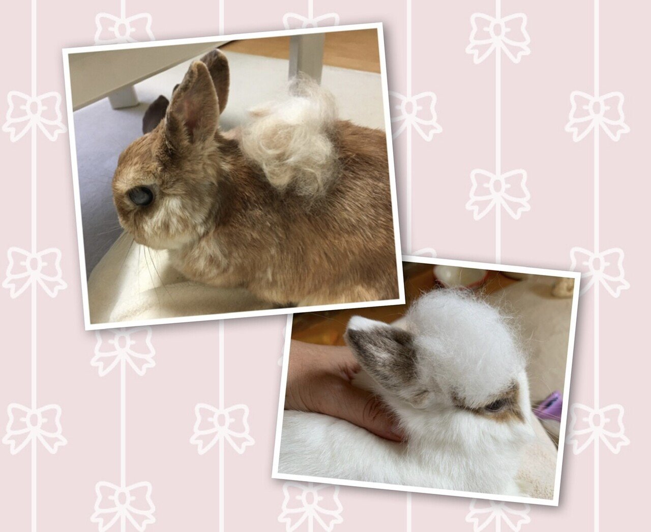 もふもふが恋しいもふようび 膝の上のうさぎさん あったかかったな Ram Note もふもふが恋しいもふようび 膝の上のうさぎさん あったかかったな Ram Note