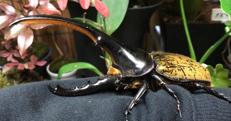 写実絵画の世界 ヘラクレスオオカブトを色鉛筆で描く 佐藤 優紀 サラブレッド画家 兼 コピーライター Note